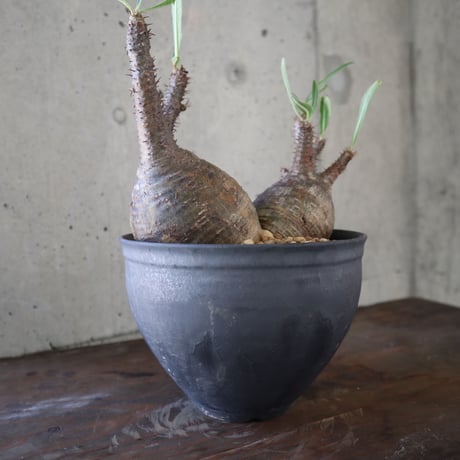 pachypodium gracilius  分頭 032