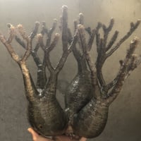pachypodium gracilius  3頭