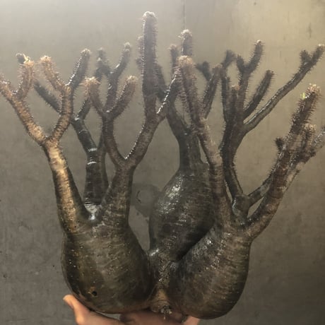 pachypodium gracilius  3頭