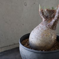pachypodium gracilius   crest 024