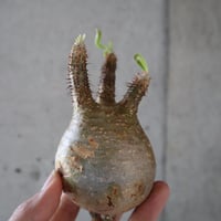 pachypodium gracilius  053