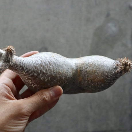 pachypodium gracilius  分頭 013