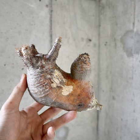 pachypodium gracilius  分頭006