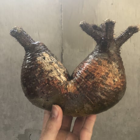 pachypodium gracilius  2頭 002
