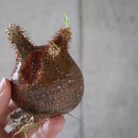 pachypodium gracilius  058