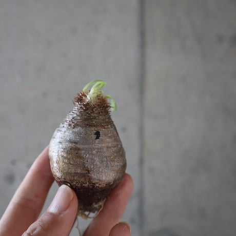 pachypodium gracilius  060
