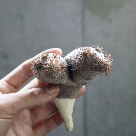 pachypodium gracilius  2頭