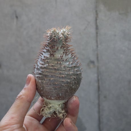 pachypodium gracilius  022