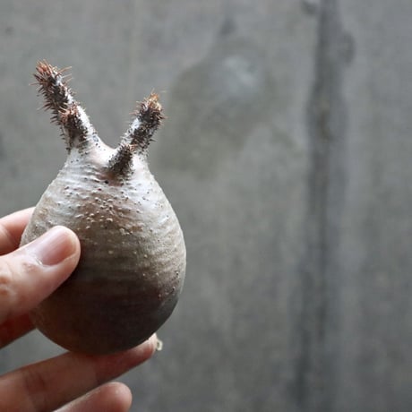 pachypodium gracilius  035