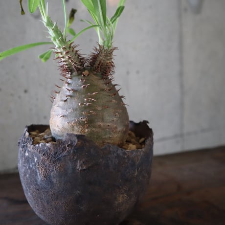 pachypodium gracilius  076