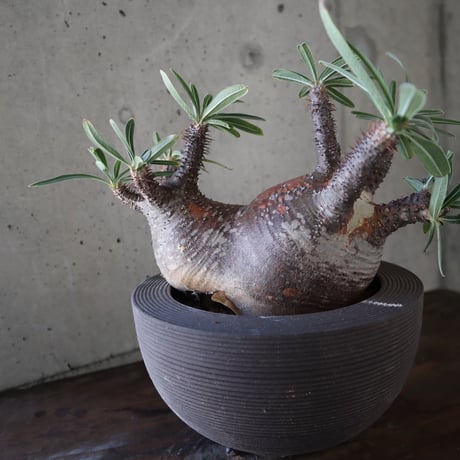 pachypodium gracilius  分頭 036