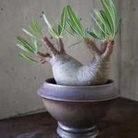 pachypodium gracilius  分頭 035