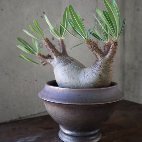 pachypodium gracilius  分頭 035