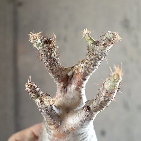 pachypodium gracilius   crest 012