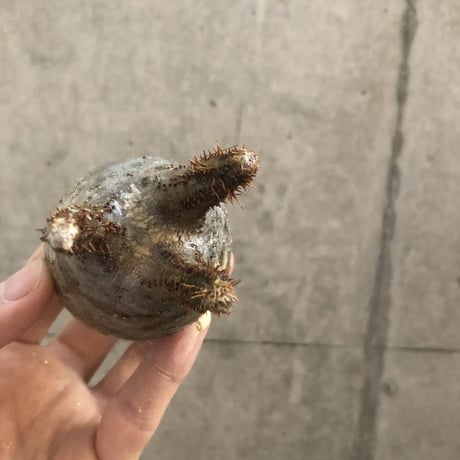 pachypodium gracilius  100
