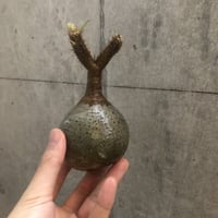 pachypodium gracilius  110