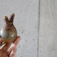 pachypodium gracilius 004