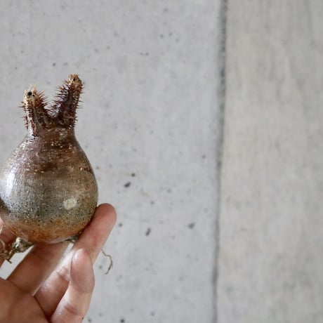pachypodium gracilius 004