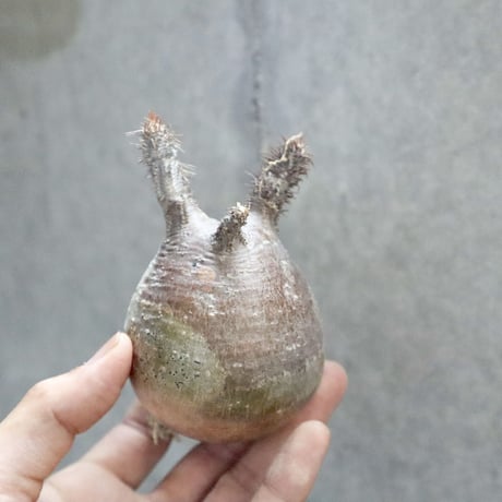 pachypodium gracilius 003