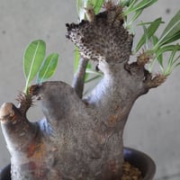 pachypodium gracilius   crest 021