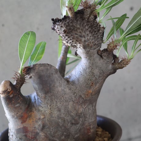 pachypodium gracilius   crest 021