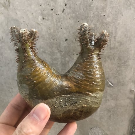 pachypodium gracilius  2頭  201