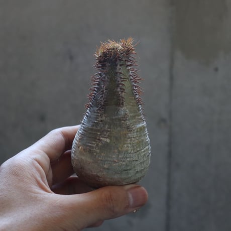 pachypodium gracilius  017