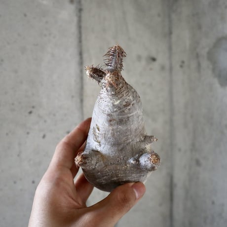 pachypodium gracilius 分頭  007