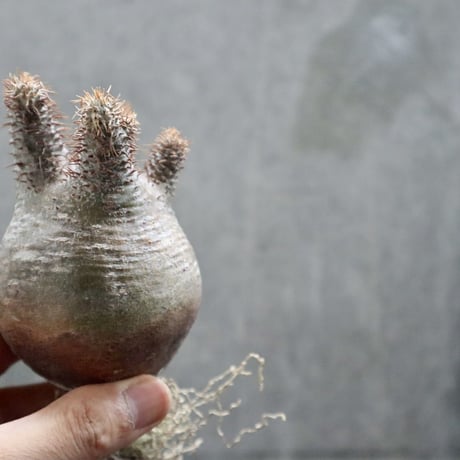 pachypodium gracilius  034