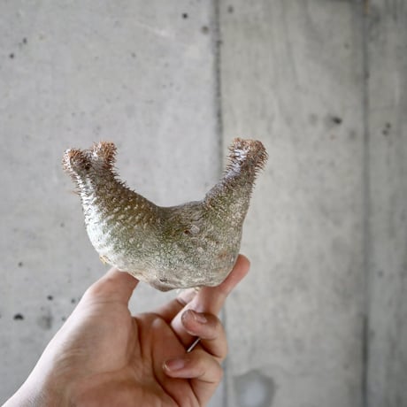 pachypodium gracilius  分頭　009