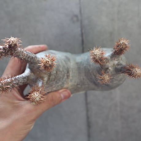 pachypodium gracilius  分頭 003