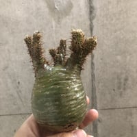 pachypodium gracilius  crest 301