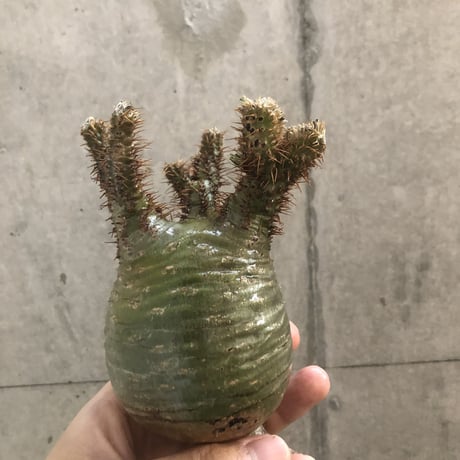 pachypodium gracilius  crest 301