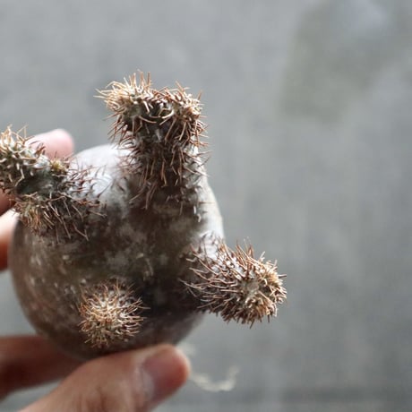 pachypodium gracilius  034