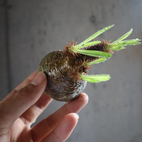 pachypodium gracilius  047
