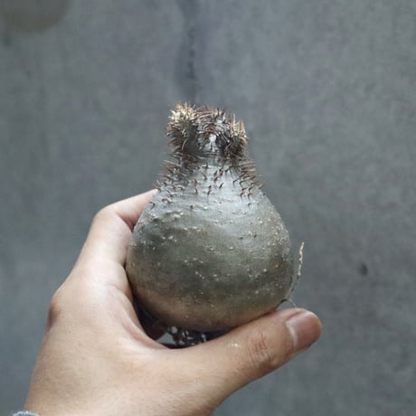 pachypodium gracilius  001