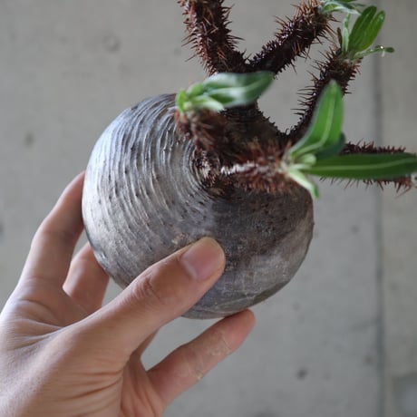 pachypodium gracilius  074