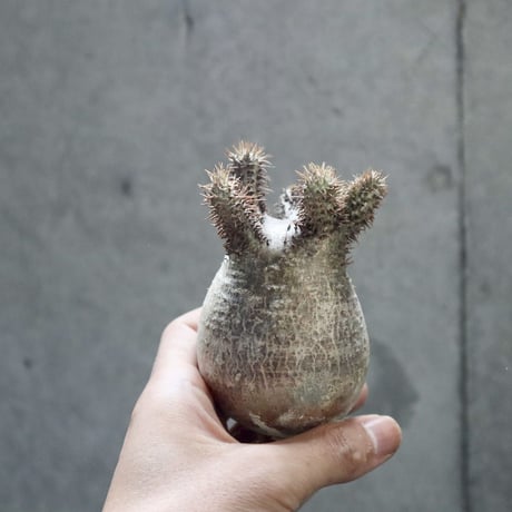 pachypodium gracilius  crest 002