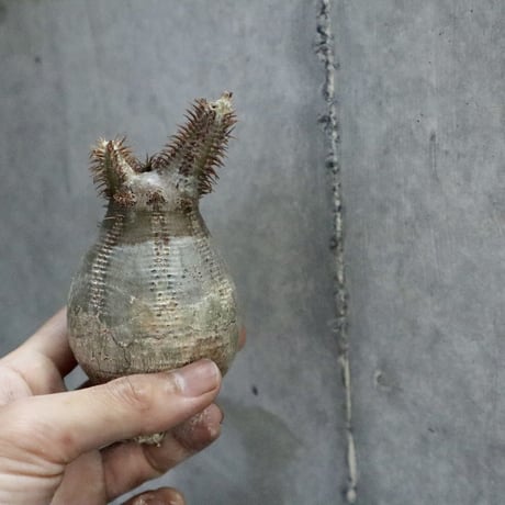 pachypodium gracilius  010