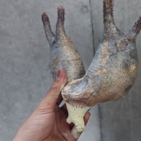 pachypodium gracilius  分頭 025