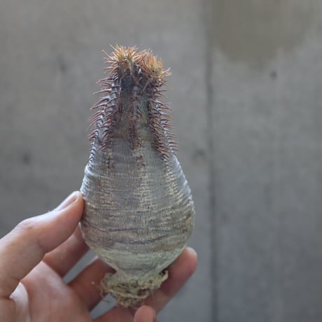 pachypodium gracilius  017
