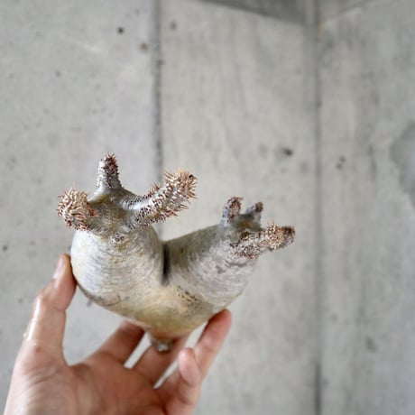 pachypodium gracilius  分頭 011