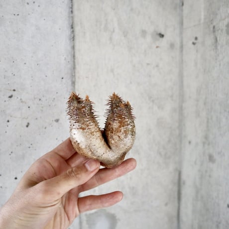 pachypodium gracilius  2頭