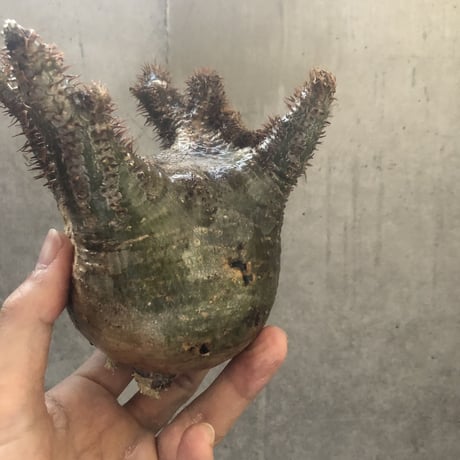 pachypodium gracilius   crest 001