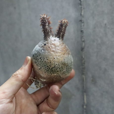pachypodium gracilius 005