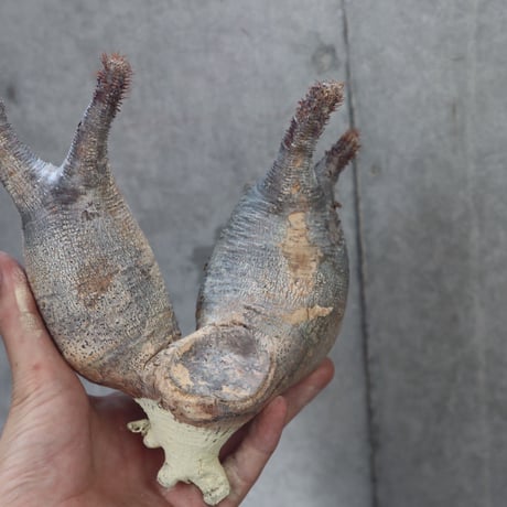 pachypodium gracilius  分頭 025