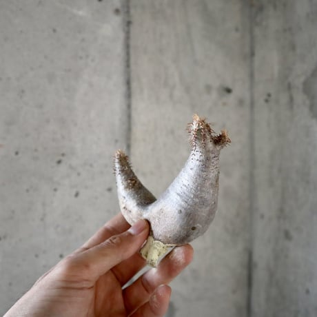 pachypodium gracilius  分頭  008