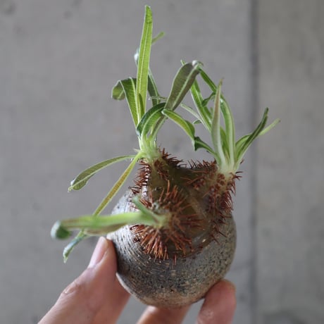pachypodium gracilius  073