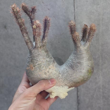 pachypodium gracilius  分頭 003