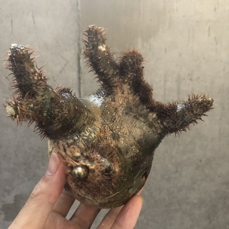 pachypodium gracilius   crest 001